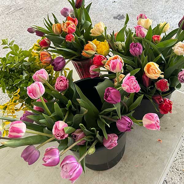 Tulips