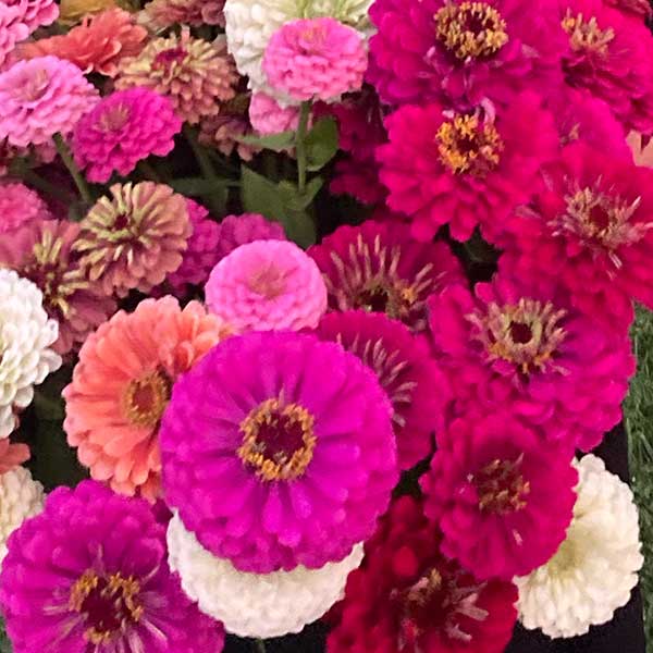 Pink Flowers