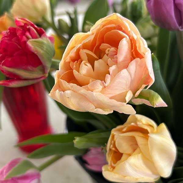 Soft Orange Rose